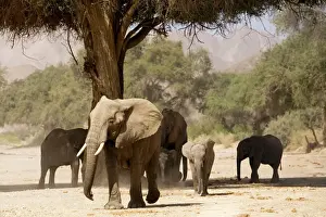 Deserts Prints: Desert Elephants - Family fInding shade - Kaokoland - Namibia - Africa