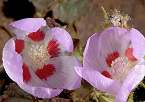 Desert five-spot - in flower