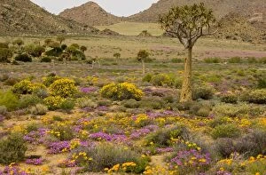 Images Dated 29th August 2009: The desert in flower in Namaqualand: Quiver tree Aloe dichotoma