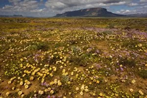 Images Dated 24th August 2007: The desert in full flower in spring near Vanrhynsdorp, boundary of Namaqua Desert