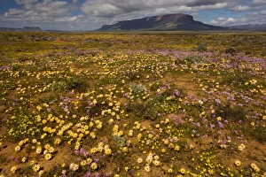Images Dated 24th August 2007: The desert in full flower in spring near Vanrhynsdorp, boundary of Namaqua Desert