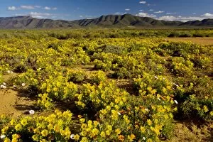 Images Dated 24th August 2007: The desert in full flower in spring near Vanrhynsdorp, boundary of Namaqua Desert
