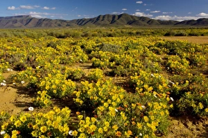 Images Dated 24th August 2007: The desert in full flower in spring near Vanrhynsdorp, boundary of Namaqua Desert