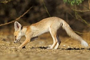Desert Fox / White-footed Fox young at den