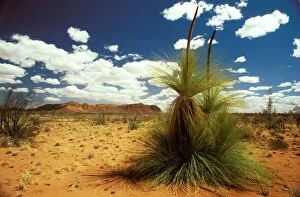 Desert Grass Tree