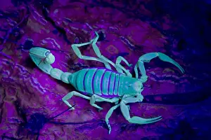 Scorpion Prints: Desert Hairy / Giant Hairy Scorpion - Under UV light - Arizona - USA