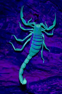 Scorpion Prints: Desert Hairy / Giant Hairy Scorpion - Under UV light - Arizona - USA
