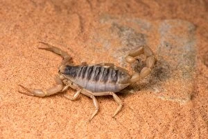 Desert hairy scorpion - on flat rock - taken under