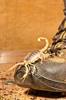 Arachnid Gallery: Desert Hairy Scorpion, Hadrurus arizonensis