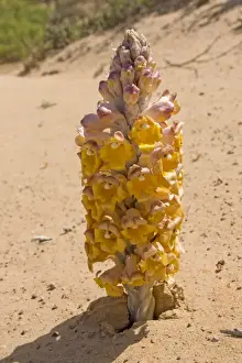 Desert Hyacinth / Desert Broomrape - Holoparasitic desert plant - one of the species used to obtain the Chinese herbal medicine Cistanche - Abu Dhabi - United Arab Emirates