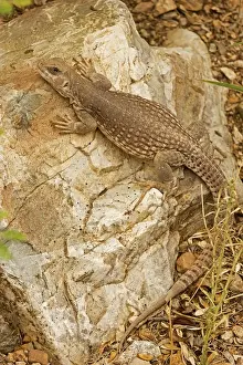 Iguanas Prints: Desert Iguana - On rock - Arizona - USA