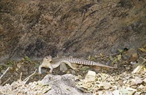 Images Dated 4th December 2007: Desert Iguana - scent marking territory with gland on underside of thigh