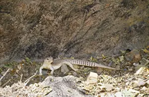 Scenting Prints: Desert Iguana - scent marking territory with gland on underside of thigh