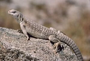 Images Dated 26th April 2007: Desert Iguana South West USA