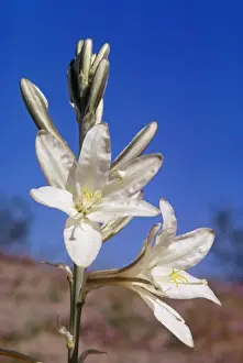 Desert Lily WW 41 Hesperocallis undulata © Wardene Weisser / ardea. com