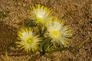 Succulent Prints: Desert mesemb, Goslings (Conicosia elongata) in the Namaqua desert, South Africa