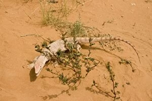 Images Dated 27th March 2010: Desert Monitor Lizard - Abu Dhabi - United Arab Emirates