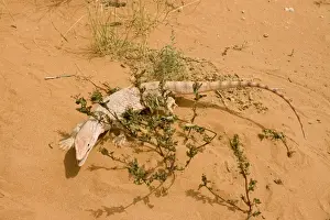 Middle East Prints: Desert Monitor Lizard - Abu Dhabi - United Arab Emirates