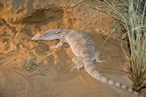 Desert Monitor Lizard - Abu Dhabi - United Arab Emirates