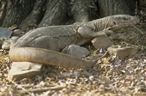Monitors Prints: Desert Monitor lizard - Ranthambhore National Park - Rajasthan - India
