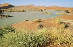 Sossusvlei Gallery: DESERT - Namibia. Flooded Sossusvlei with Camelthorn