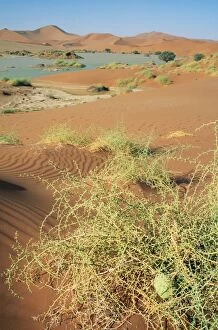 Bushes Gallery: DESERT - Namibia. Flooded Sossuvlei