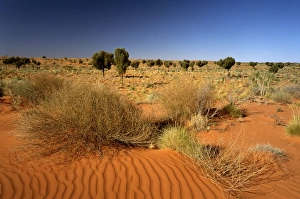 Images Dated 6th October 2008: Desert oaks near Lake Disappointment along Canning Stock Route