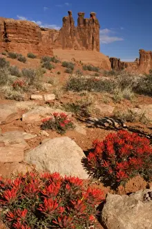 Paintbrush Prints: Desert Paintbrush - bright red blooming desert paintbrush