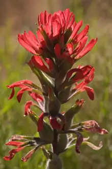Paintbrush Prints: Desert Paintbrush - Grand Canyon National Park - Arizona - USA