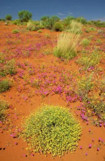 Deserts Collection: Desert - Plants in bloom Northern Territory, Australia JPF28366