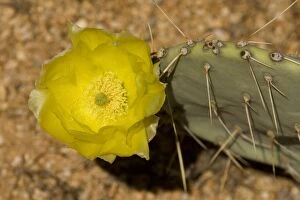 Images Dated 26th April 2005: Desert Prickly Pear - The flowers of this cactus