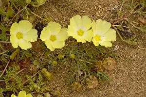 Xerophyte Prints: Desert Primrose - Namaqualand - South Africa