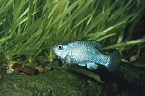 Images Dated 8th August 2007: Desert Pupfish - male endemic species to Death Valley. Death Valley California, USA