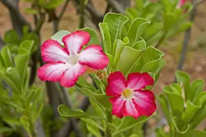 Attractive Prints: Desert Rose - close-up of flowers. Mombasa, Kenya, Africa