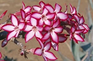 Adenium Gallery: Desert Rose / Impala Lily - close-up of flower in bloom