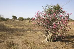 Images Dated 19th August 2005: Desert Rose. Valley of the Omo - Ethiopia