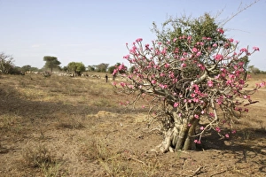 Images Dated 19th August 2005: Desert Rose. Valley of the Omo - Ethiopia