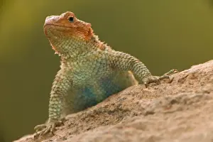 Armour Prints: Desert Spiny Lizard - Arizona