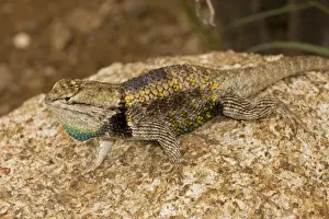Dewlaps Prints: Desert Spiny Lizard - Sonoran Desert - Arizona - USA