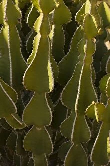 Images Dated 12th September 2006: A desert spurge (Euphorbia virosa ), Namibia