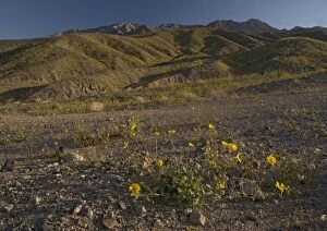 Desert Sunflower / Gold - flowering profusely. Spring in El Nino year