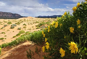 Images Dated 28th July 2010: Desert Sunflowers - Coral Pink Sand Dunes