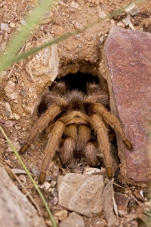 Images Dated 12th July 2008: Desert Tarantula - Emerging from hole in ground - Sonoran Desert- Arizona - USA