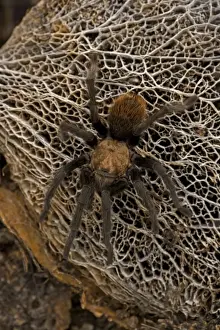 Tarantulas Prints: Desert Tarantula - Sonoran Desert- Arizona - USA - Venomous-urticating hairs on top of abdomen-nocturnal predators that