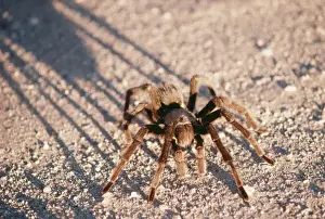 Tarantulas Prints: Desert Tarantula Spider FG 4222 South West Desert