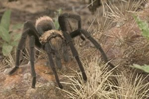 Images Dated 17th August 2004: Desert Tarantula - Venomous, urticating hairs on top of abdomen-nocturnal predators that raely