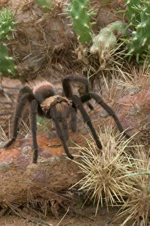 Spider Collection: Desert Tarantula - Venomous, urticating hairs on top of abdomen