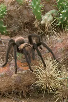 Deserts Prints: Desert Tarantula - Venomous, urticating hairs on top of abdomen