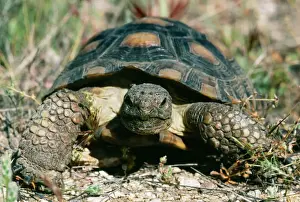 Desert Tortoise CAN 1556 Gopherus agassizi &copy; John Cancalosi / ARDEA LONDON
