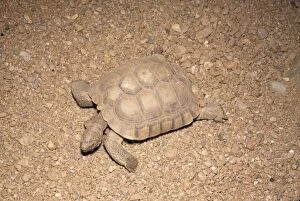 Images Dated 21st June 2006: Desert Tortoise Arizona